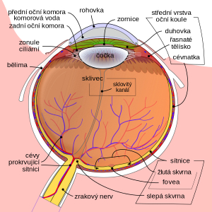 Nemoci oční sítnice