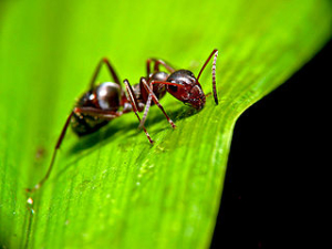 Kousnutí od mravence