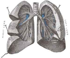 Chronická obstrukční plicní nemoc
