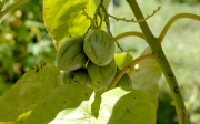 Solanum betaceum