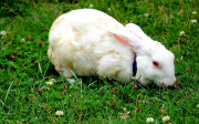 Ukázkové druhy středních plemen králíků chovaných na maso
